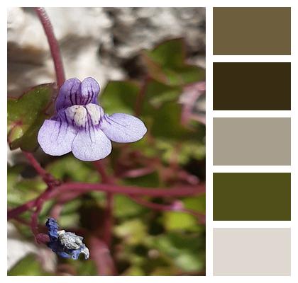 Cymbalaria Muralis Flower Dulcimer Grass Cimbalaria Of The Walls Purple Flower Image